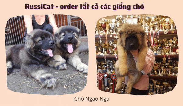 RussiCat order tất cả các giống chó