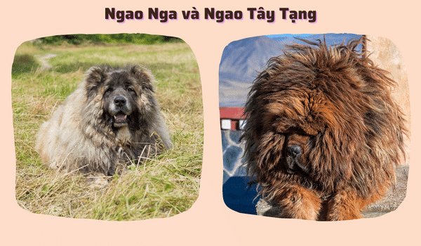 So sánh chó ngao nga và ngao tây tạng