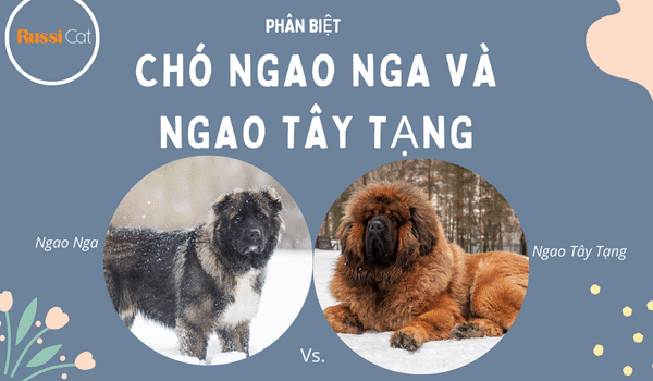 So sánh chó ngao nga và ngao tây tạng