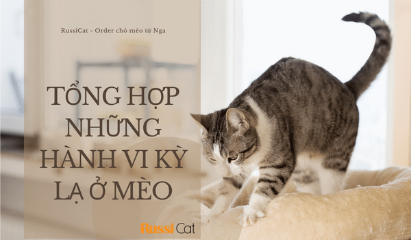 TỔNG HỢP NHỮNG HÀNH VI KỲ LẠ Ở MÈO