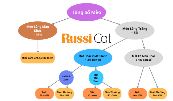 MÈO TRẮNG BỊ ĐIẾC? BỆNH ĐIẾC DI TRUYỀN Ở MÈO TRẮNG?