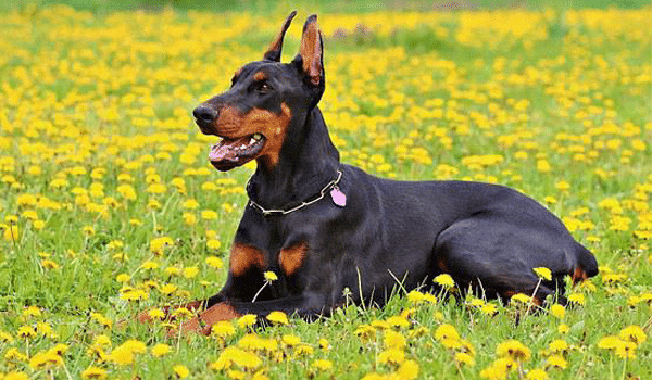 CHÓ DOBERMAN – NGUỒN GỐC, ĐẶC ĐIỂM, GIÁ VÀ NƠI BÁN