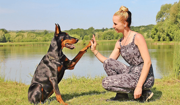 CHÓ DOBERMAN – NGUỒN GỐC, ĐẶC ĐIỂM, GIÁ VÀ NƠI BÁN