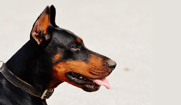 CHÓ DOBERMAN – NGUỒN GỐC, ĐẶC ĐIỂM, GIÁ VÀ NƠI BÁN