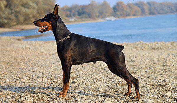 CHÓ DOBERMAN – NGUỒN GỐC, ĐẶC ĐIỂM, GIÁ VÀ NƠI BÁN