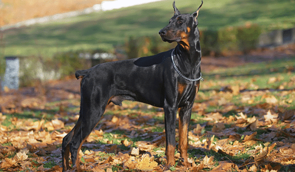 CHÓ DOBERMAN – NGUỒN GỐC, ĐẶC ĐIỂM, GIÁ VÀ NƠI BÁN