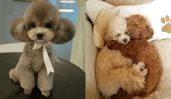 Chó Poodle – Nguồn gốc, đặc điểm, giá và nơi bán