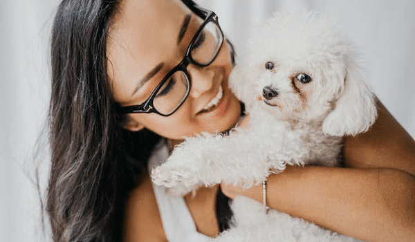 Chó Poodle – Nguồn gốc, đặc điểm, giá và nơi bán