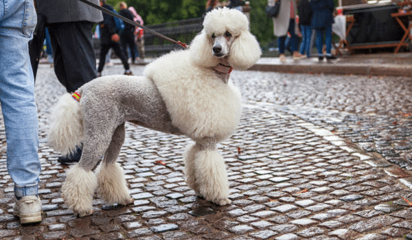 Chó Poodle – Nguồn gốc, đặc điểm, giá và nơi bán