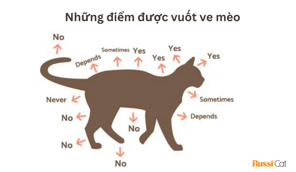 Những điểm được vuốt ve mèo