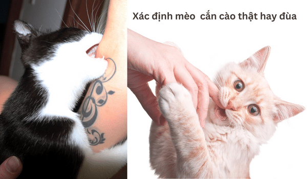 CÁCH NGĂN MÈO CÀO VÀ CẮN BẠN