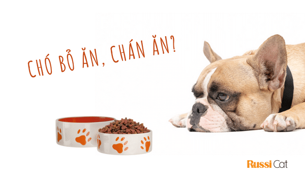 CHÓ BIẾNG ĂN VÀ CÁCH KHẮC PHỤC