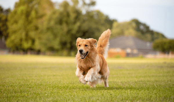 Chó Golden retriever có gì đặc biệt