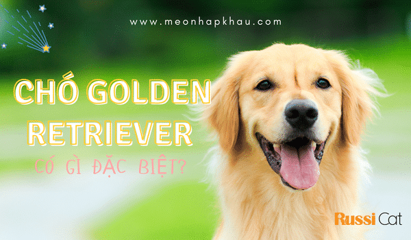 Chó Golden retriever có gì đặc biệt