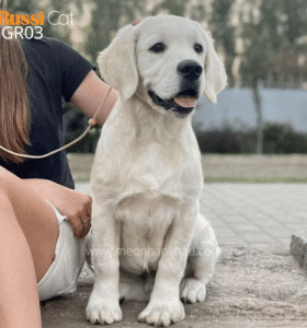 Chó Golden retriever nhập Nga