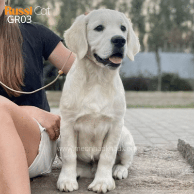 Chó Golden retriever nhập Nga