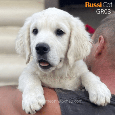 Chó Golden retriever nhập Nga