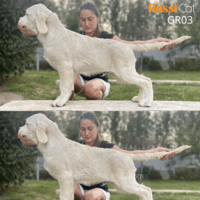 Chó Golden retriever nhập Nga