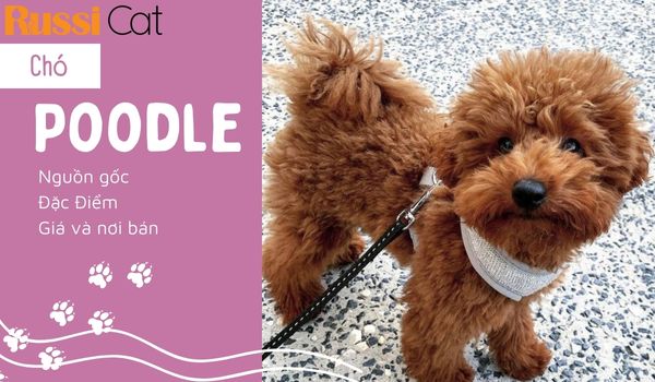 Chó Poodle – Nguồn gốc, đặc điểm, giá và nơi bán