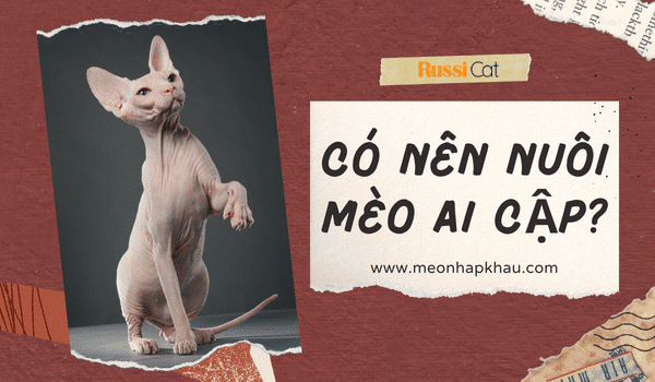 Có nên nuôi mèo Ai Cập không