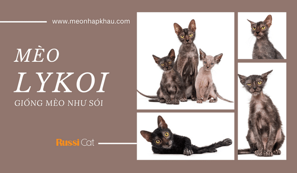 Giống mèo sói lykoi