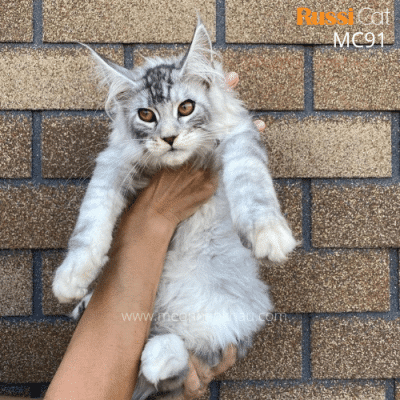 Maine Coon silver nhập Nga
