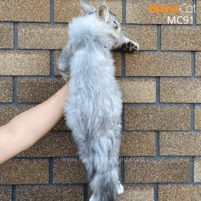 Maine Coon silver nhập Nga