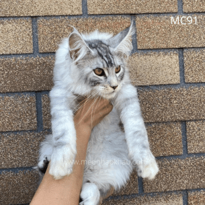 Maine Coon silver nhập Nga