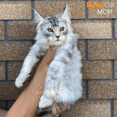 Maine Coon silver nhập Nga