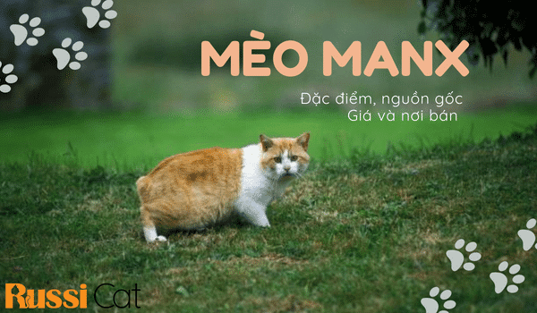 MÈO MANX – NGUỒN GỐC, ĐẶC ĐIỂM, GIÁ VÀ NƠI BÁN