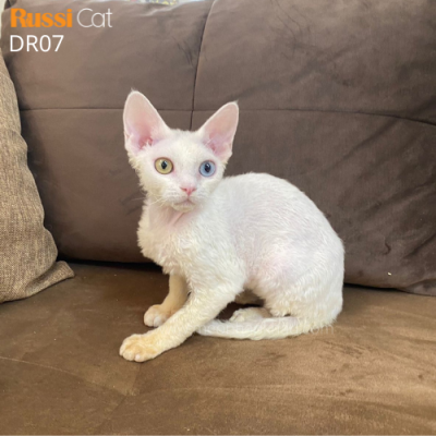 Mèo Devon rex mắt 2 màu nhập Nga