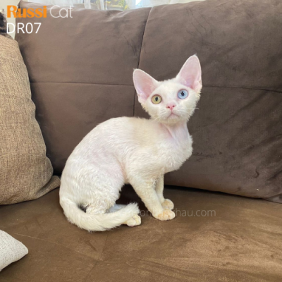Mèo Devon rex mắt 2 màu nhập Nga