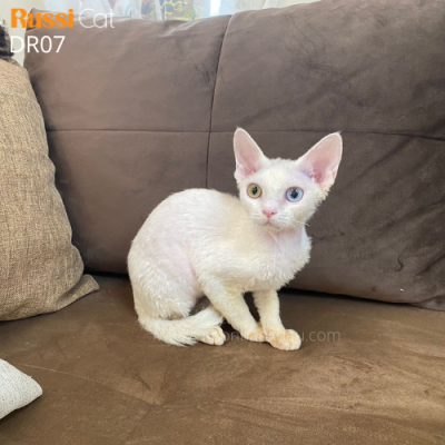 Mèo Devon rex mắt 2 màu nhập Nga