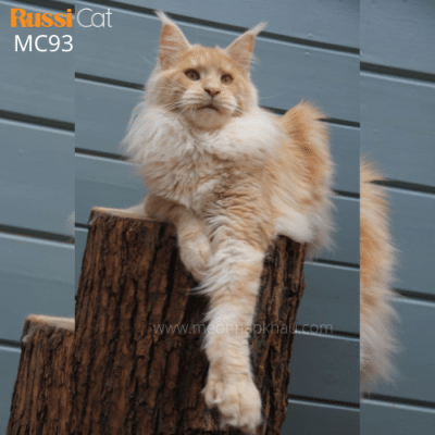 Mèo Maine Coon Poly nhập Nga