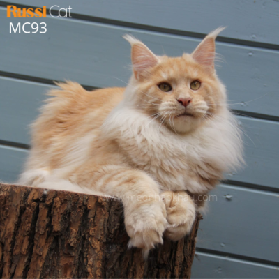Mèo Maine Coon Poly nhập Nga