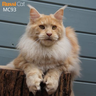 Mèo Maine Coon Poly nhập Nga
