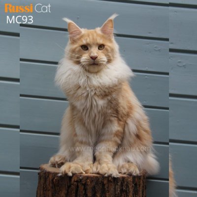 Mèo Maine Coon Poly nhập Nga