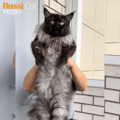 Mèo Maine Coon nhập Nga