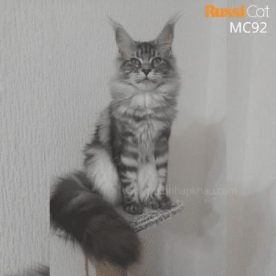 Mèo Maine Coon silver nhập Nga