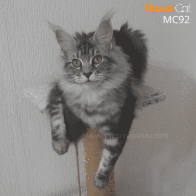 Mèo Maine Coon silver nhập Nga