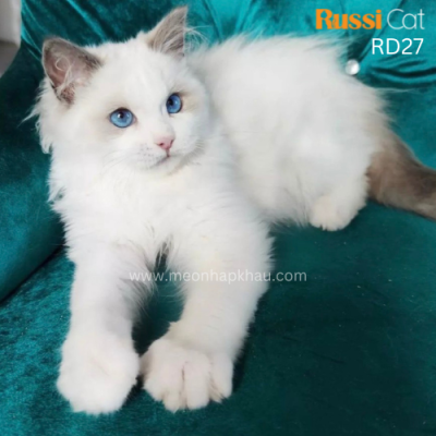 Mèo Ragdoll đực nhập Nga