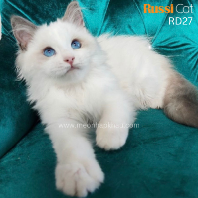 Mèo Ragdoll đực nhập Nga