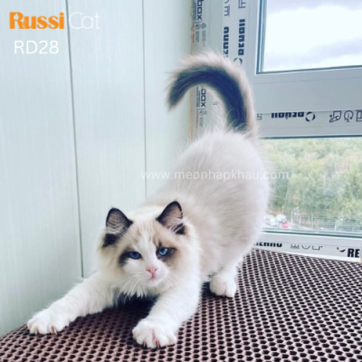 Mèo Ragdoll nhập Nga cái