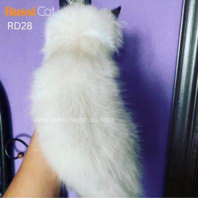 Mèo Ragdoll nhập Nga cái