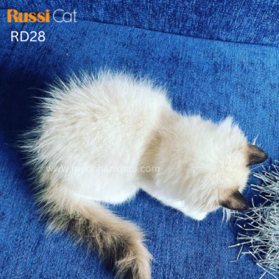 Mèo Ragdoll nhập Nga cái
