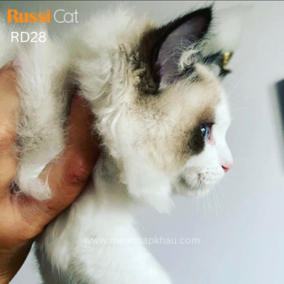 Mèo Ragdoll nhập Nga cái
