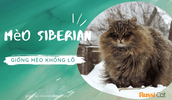 Mèo Siberian - giống mèo khổng lồ