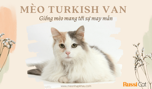 Mèo Turkish Van, giống mèo mang đến sự may mắn