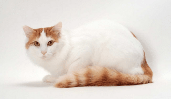 Mèo Turkish Van, giống mèo mang đến sự may mắn