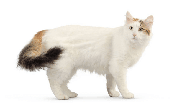 Mèo Turkish Van, giống mèo mang đến sự may mắn